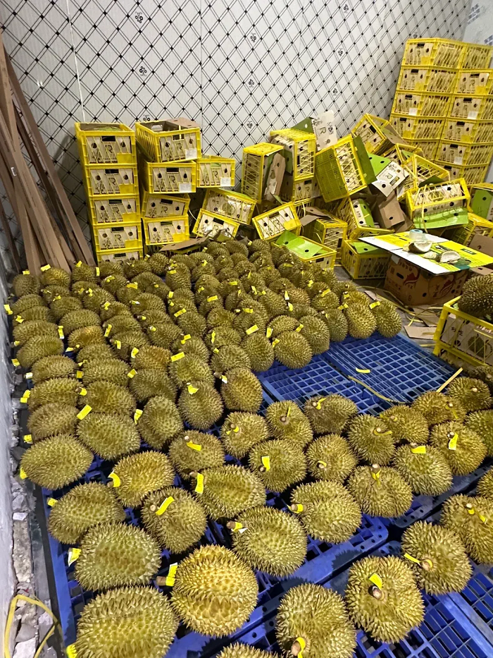 马来西亚榴莲进口到中国海运清关案例